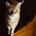 Captivating close-up of a tabby cat with mesmerizing green eyes and detailed fur.